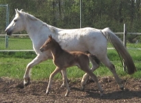 Sternbergs Merlin