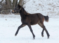 Sternbergs Lamaro