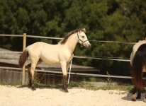 Sternbergs C'est Bon - Caherlistrane Con x Sternbergs Lady Lee (v. El Larry)