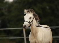 Sternbergs C'est Bon - Caherlistrane Con x Sternbergs Lady Lee (v. El Larry)