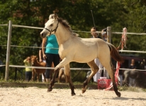 Sternbergs C'est Bon - Caherlistrane Con x Sternbergs Lady Lee (v. El Larry)