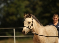 Sternbergs Leno - El Larry x Sternbergs Legally Blonde (v. Arda's Murphy)