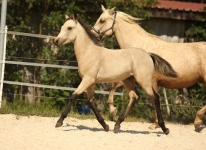 Sternbergs Leno - El Larry x Sternbergs Legally Blonde (v. Arda's Murphy)