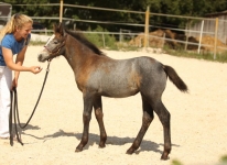 Sternbergs Like Candy - Sternbergs Like Me x Sternbergs Silver Catrina (v. Clifden Silver)