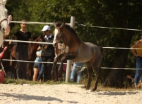 Sternbergs Like Candy - Sternbergs Like Me x Sternbergs Silver Catrina (v. Clifden Silver)