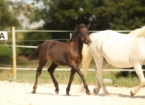 Sternbergs Magic Miracle - Caherlistrane Con x Maike (v. Diamant)