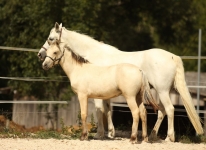 Sternbergs Make Me Smile - Caherlistrane Con x Sternbergs Mandy (v. El Larry)