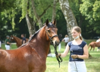 Sternbergs Summer Sun (Carracanada River x Shanna Saoirse v. Skousboe Morning Rock)