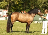 Castle Emperor - Supreme Champion der Bundesconnemara Schau Grünberg 2020