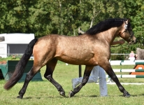 Castle Emperor - Supreme Champion der Bundesconnemara Schau Grünberg 2020