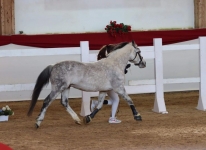 Sternbergs Larry Junior at the southern German stallion licensing in Munich