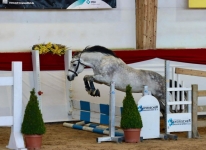 Sternbergs Larry Junior at the southern German stallion licensing in Munich