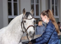 Sternbergs Larry Junior bei der süddeutschen Körung in München