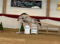 Sternbergs Larry Junior at the southern German stallion licensing in Munich