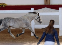 Sternbergs Larry Junior bei der süddeutschen Körung in München