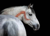 Photo shooting of our stallions with Alina Breitbach - © Alina Breitbach - https://ab-photographie.de