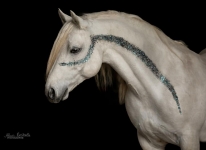 Photo shooting of our stallions with Alina Breitbach - © Alina Breitbach - https://ab-photographie.de