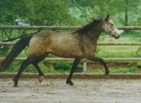 Wirthsmühle Lilac